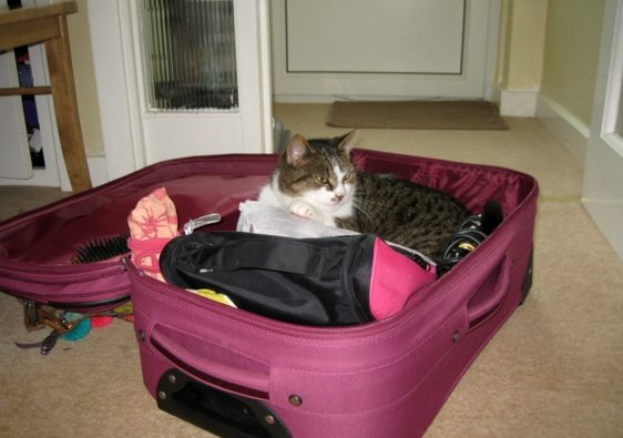 cat sitting in suitcase