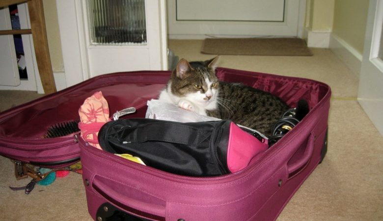 cat sitting in suitcase