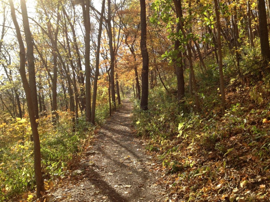 forest hiking trail